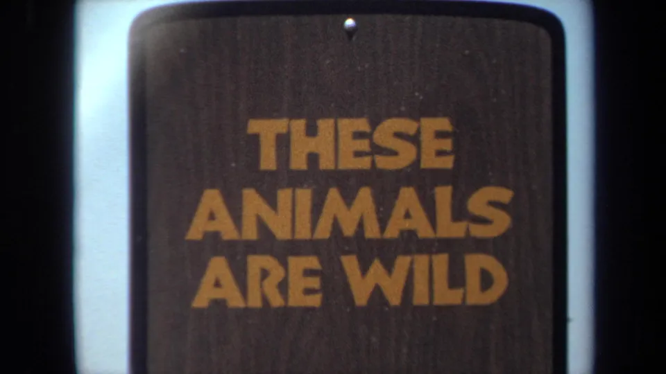 A wooden warning sign in the 1971 Laguna Hills footage reads THESE ANIMALS ARE WILD in large yellow lettering.