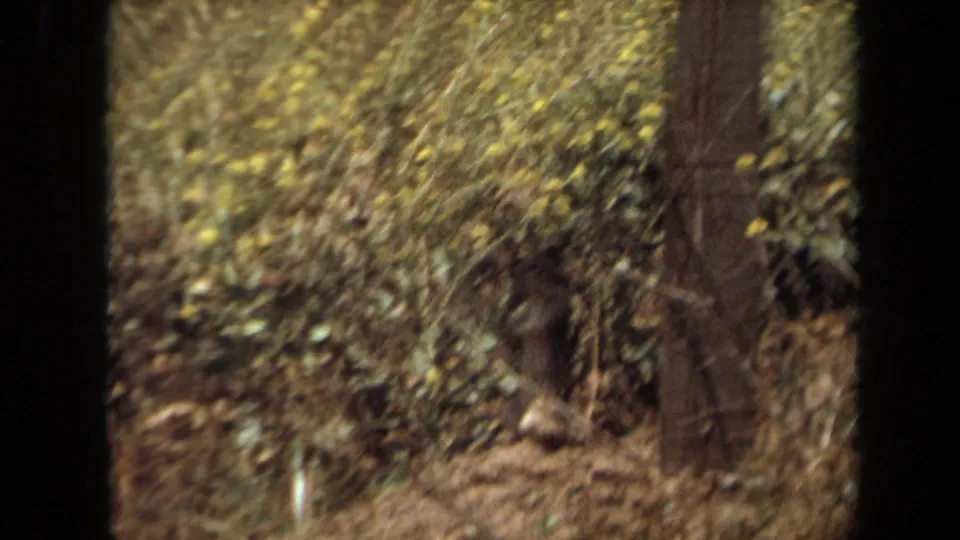1971 Laguna Hills home-movie frame looking into tangled brush and tree trunks near the wildlife warning area.