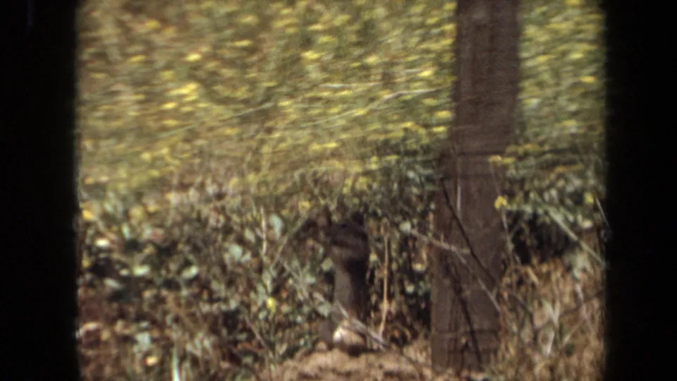 1971 Laguna Hills 8mm frame with a small animal shape partly obscured under brush near a tree trunk.