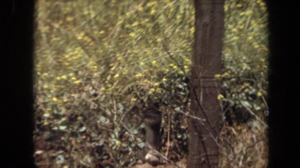 1971 Laguna Hills frame showing a small animal shape low in the brush near a tree, partially obscured by vegetation.