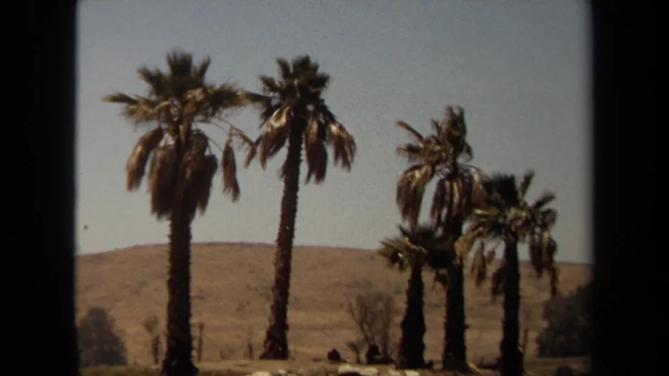 1971 Laguna Hills safari park landscape with several palm trees, dry hills, and pale sky seen from the drive-through route.