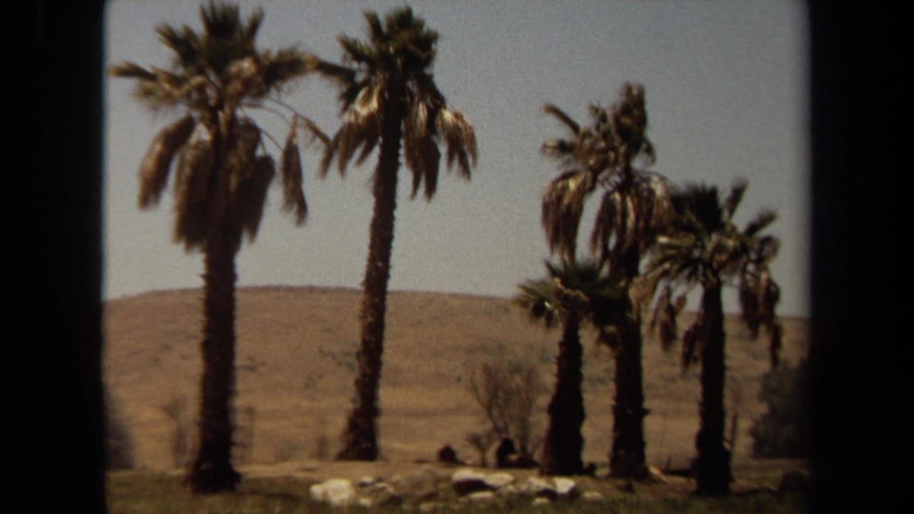 1971 Laguna Hills 8mm frame showing palms, rocks, dry hillside, and distant large cats resting in shade.