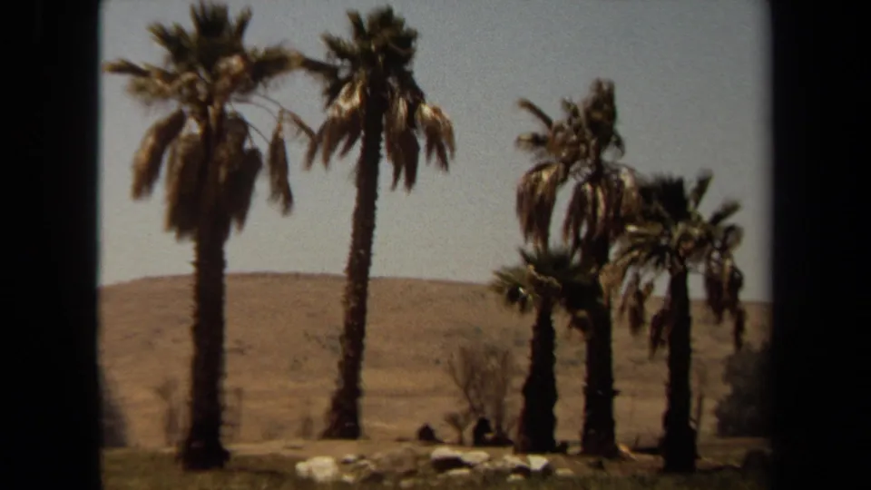 1971 Laguna Hills 8mm frame showing palms, rocks, dry hillside, and distant large cats resting in shade.