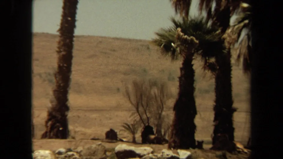 1971 Laguna Hills view of palm trunks, dry slope, rocks, and distant large cats resting in shadow.