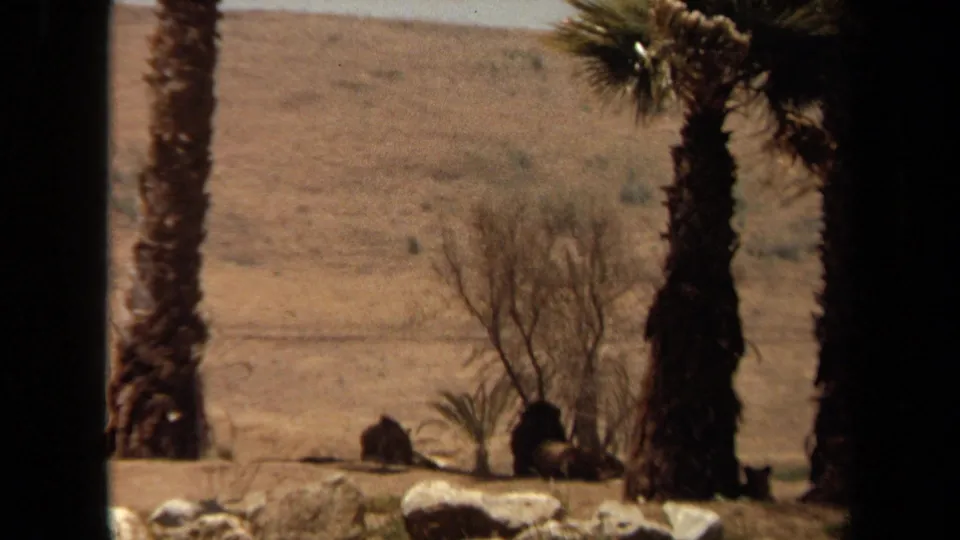 1971 Laguna Hills 8mm still with palms, a small leafless tree, rocks, and distant large cats in shade.