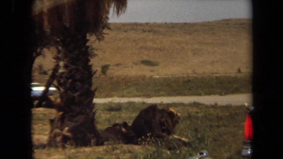 Lions rest near palm trees in a dry Laguna Hills enclosure, filmed from a car-window perspective on 8mm in 1971.
