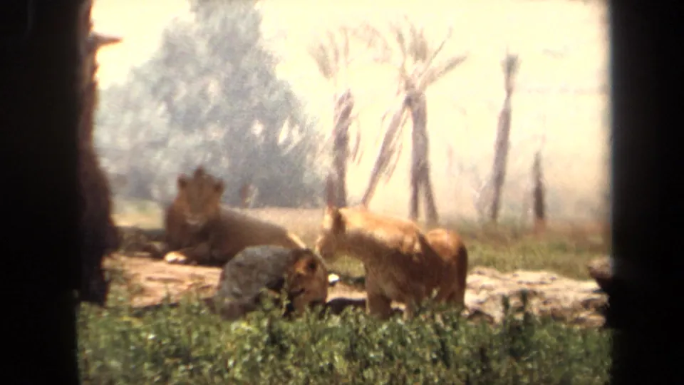 A male lion, lioness, and cub appear in a grassy Laguna Hills enclosure, with palms and soft 1970s 8mm exposure.