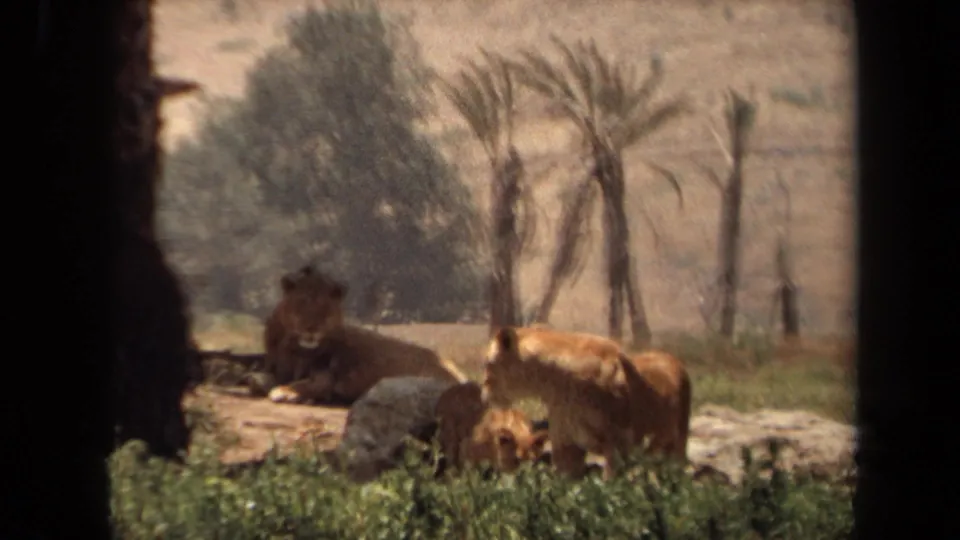 A lion family remains near rocks and grass in the Laguna Hills enclosure, framed by palms and faded 8mm color.