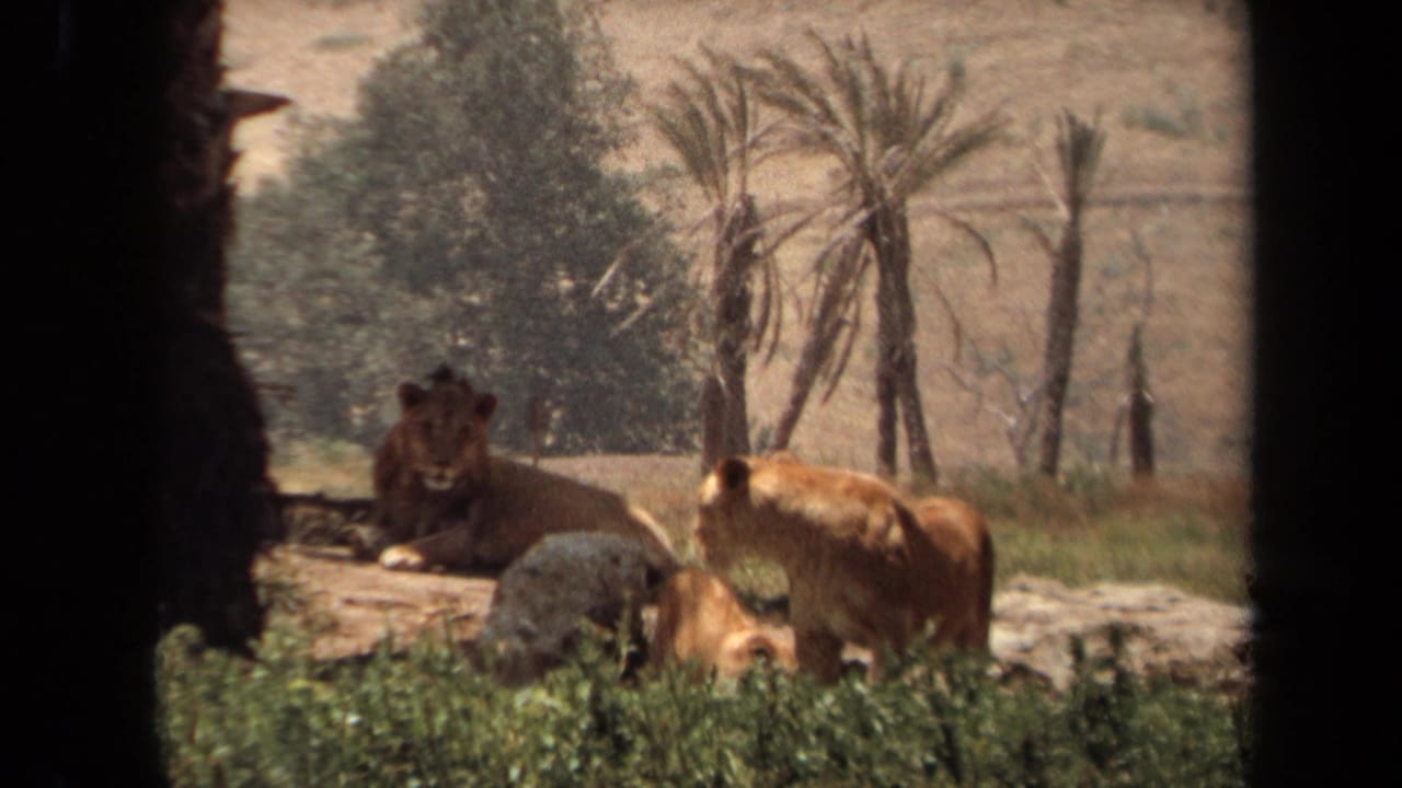 1971 8mm home-movie frame from Laguna Hills showing a resting male lion, a lioness, rocks, palms, and a dry hillside behind a dark viewing edge.
