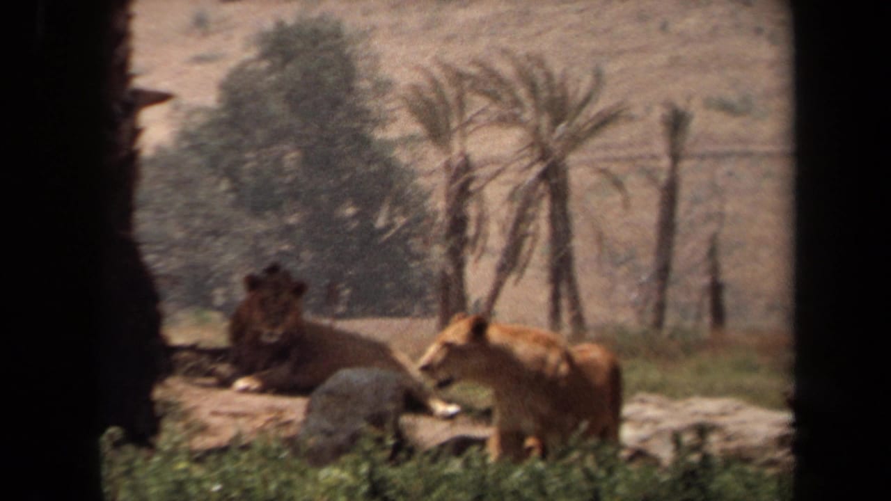 Lioness walks past rocks while a male lion rests in the background.