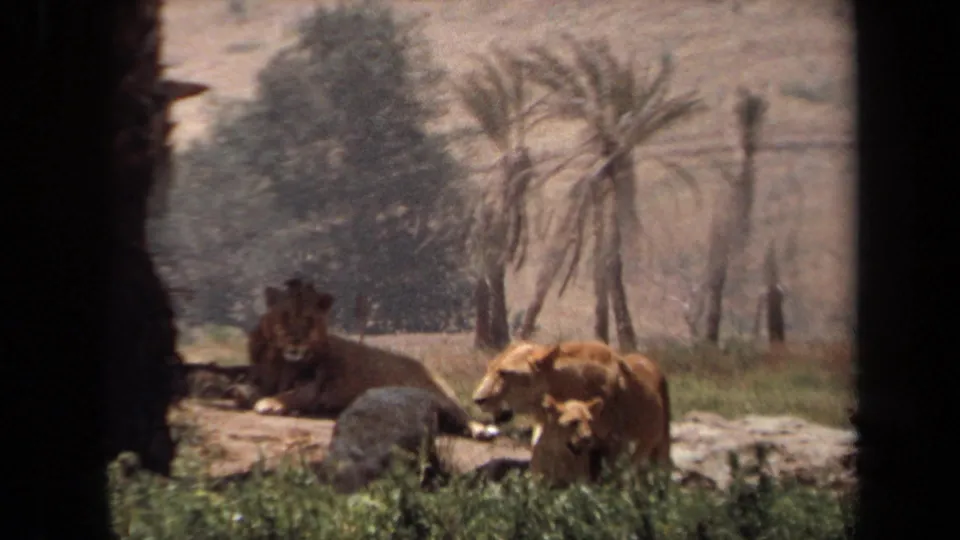 1971 8mm frame from Laguna Hills showing a lioness and cub in the foreground with a resting male lion, rocks, grass, and palms behind them.