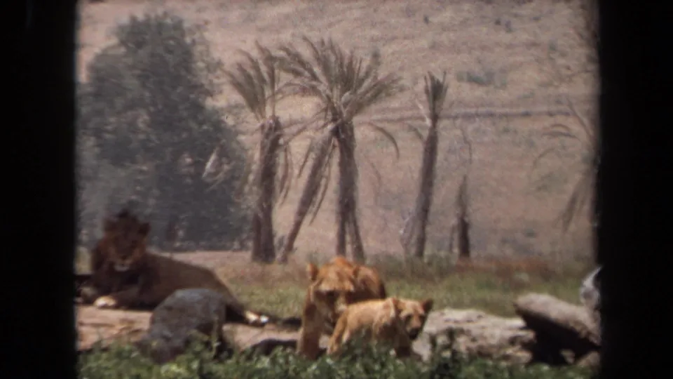 Laguna Hills 1971 8mm home-movie frame showing a lioness and cub near the foreground with a male lion resting among rocks in the enclosure.