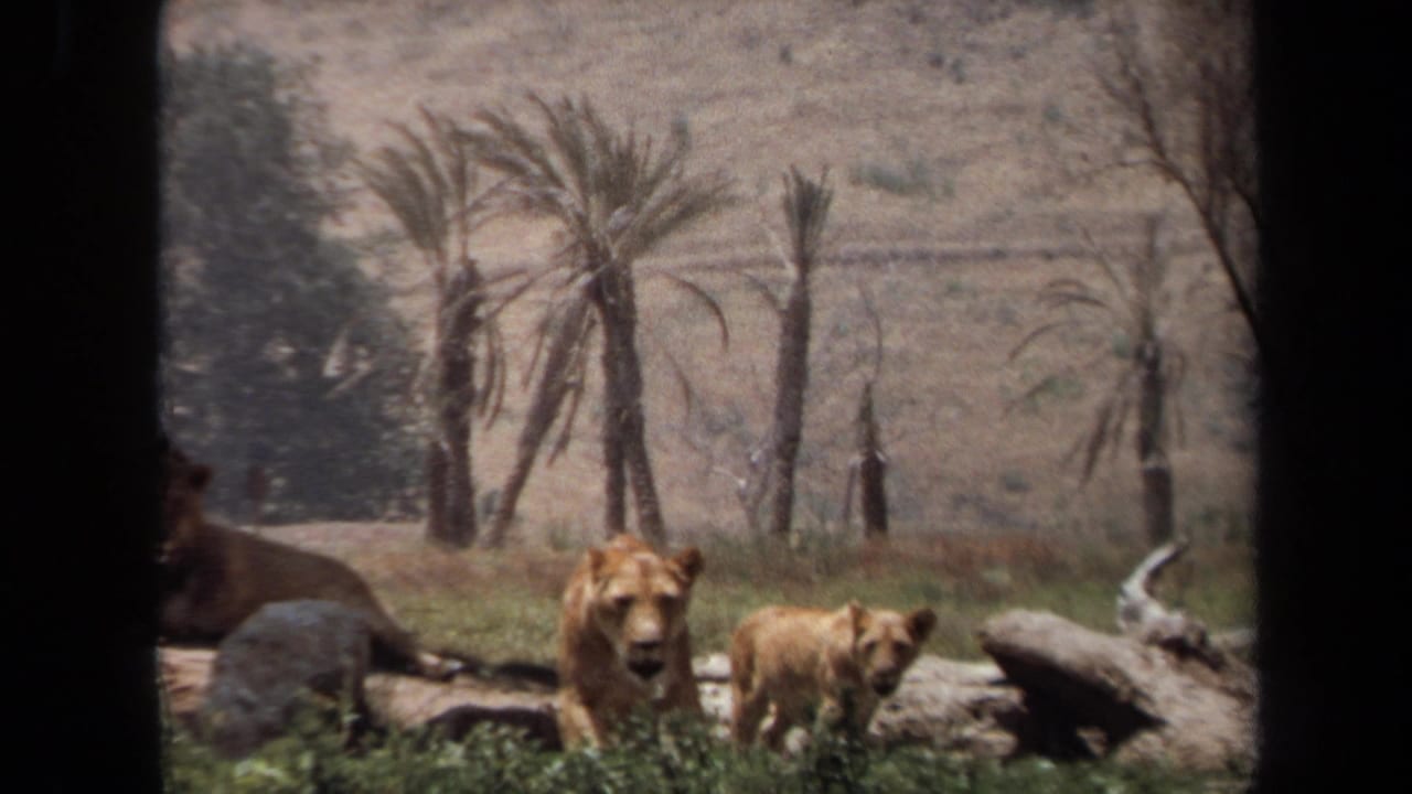 1971 Laguna Hills home-movie frame showing a lioness and cub in a zoo-like grassy enclosure with rocks and palms behind them.