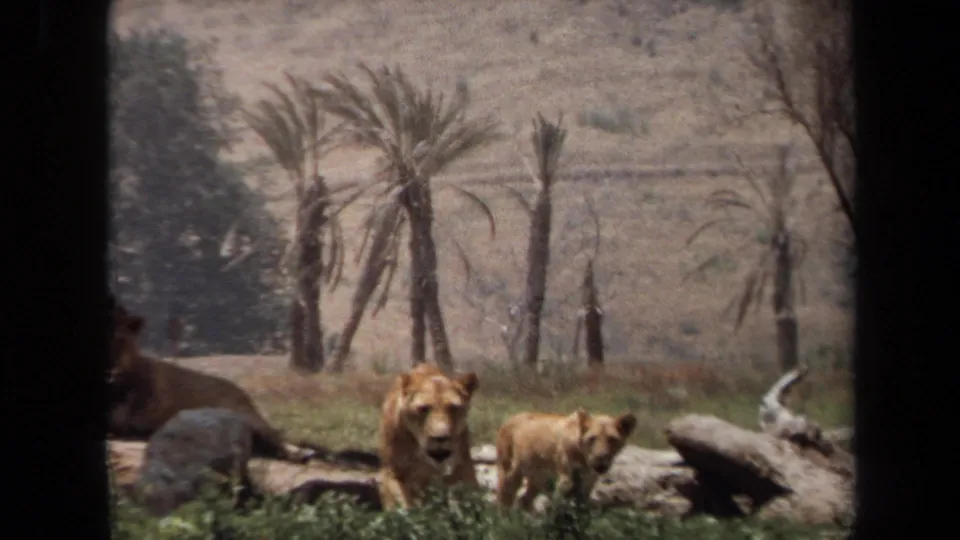 1971 Laguna Hills home-movie frame showing a lioness and cub in a zoo-like grassy enclosure with rocks and palms behind them.