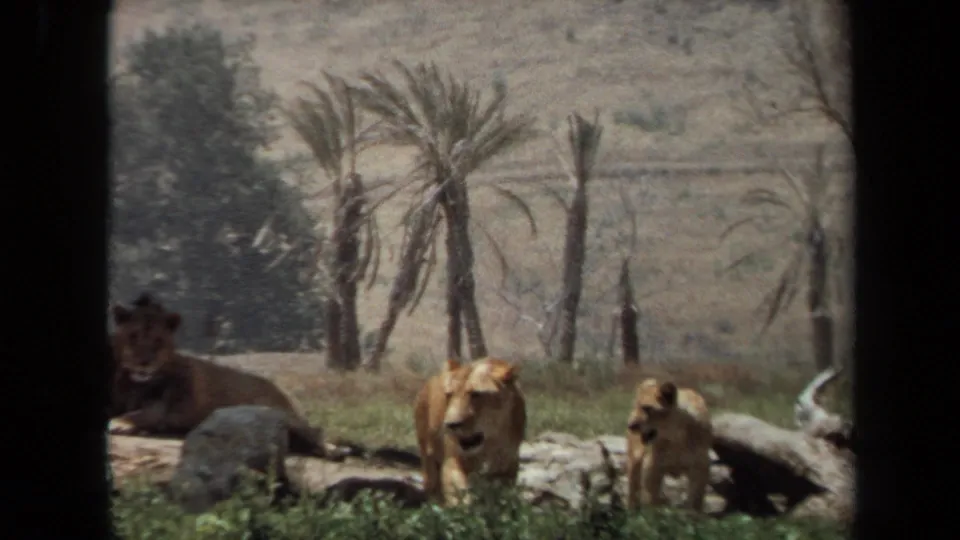 1971 Laguna Hills 8mm frame of a lioness leading her cub through a grassy zoo-style enclosure with palms and rocky ground.