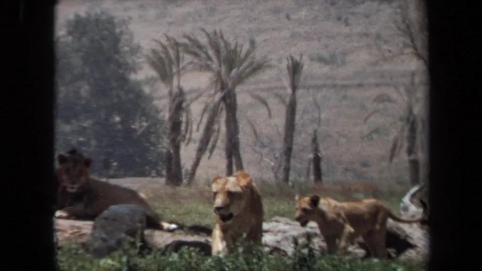 1971 Laguna Hills visitor-shot frame showing a lioness and cub walking in a captive enclosure with another lion partly visible at left.
