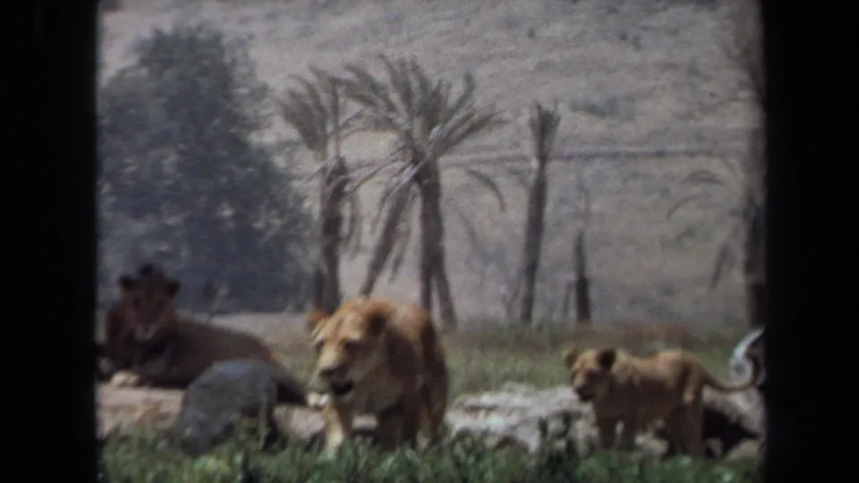 1971 Laguna Hills 8mm frame with a lioness and cub moving across grass near rocks, palms and a partly seen resting lion.