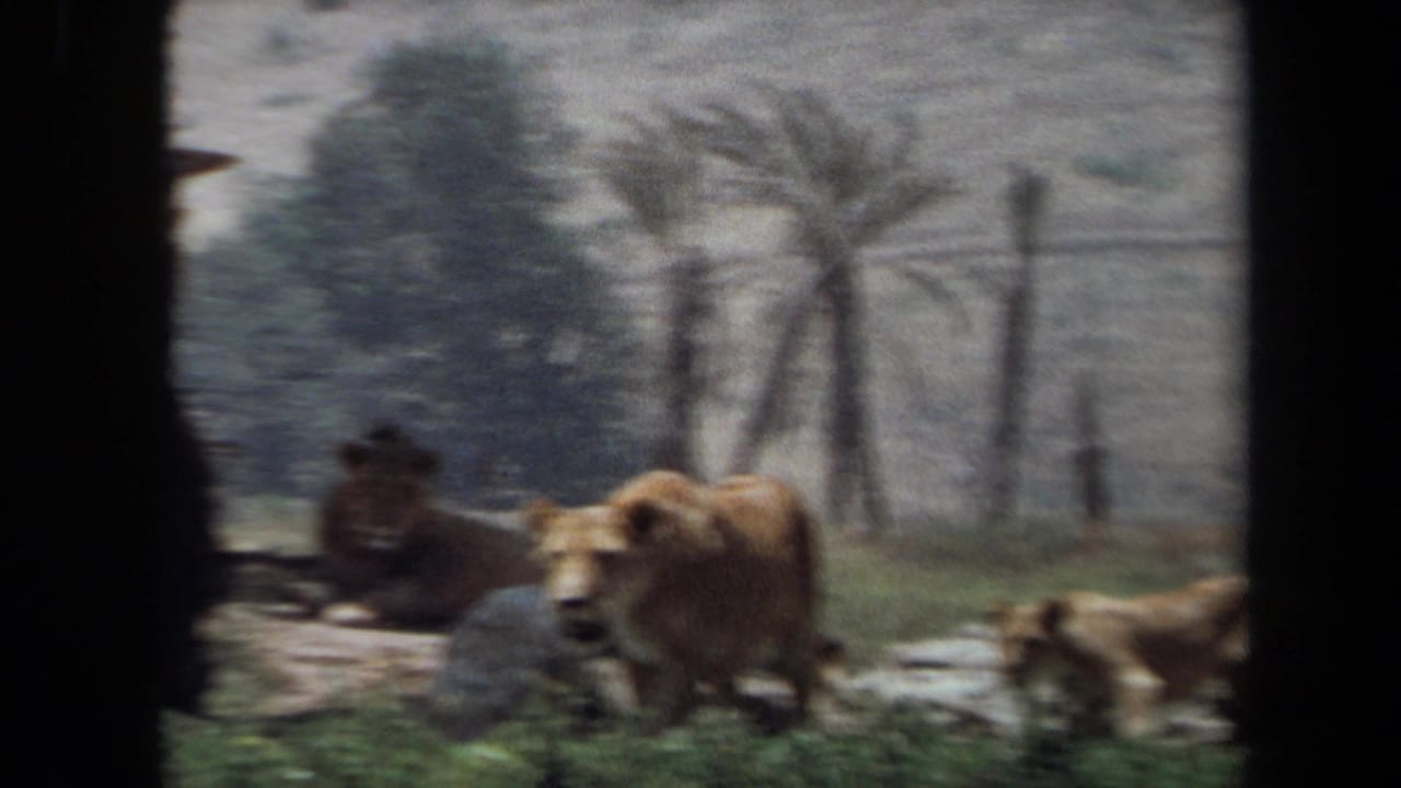 1971 8mm view in Laguna Hills showing a lioness approaching while other lions rest or move in a grassy, tree-lined enclosure.