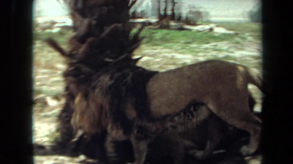1971 Laguna Hills home-movie frame showing a male lion near a large tree or rock form, with grass and enclosure landscape behind.