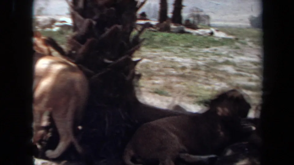 1971 8mm frame from Laguna Hills showing multiple lions clustered near rocks and a dark tree form inside a naturalistic enclosure.