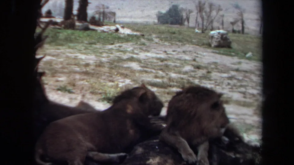 1971 Laguna Hills frame showing two lions resting on rocks, with grass, dry ground, and sparse trees visible beyond them.