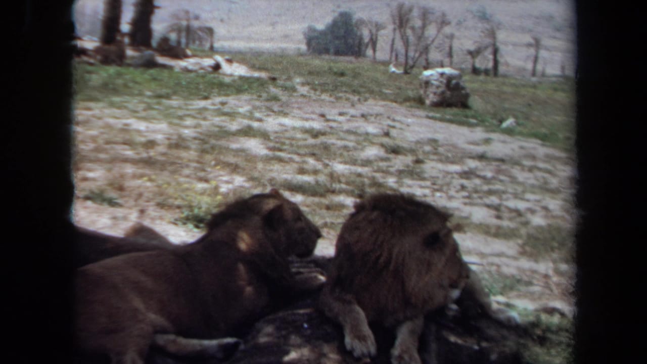 Two male lions rest under shade in a Laguna Hills, California animal enclosure in 1971 8mm home-movie footage.