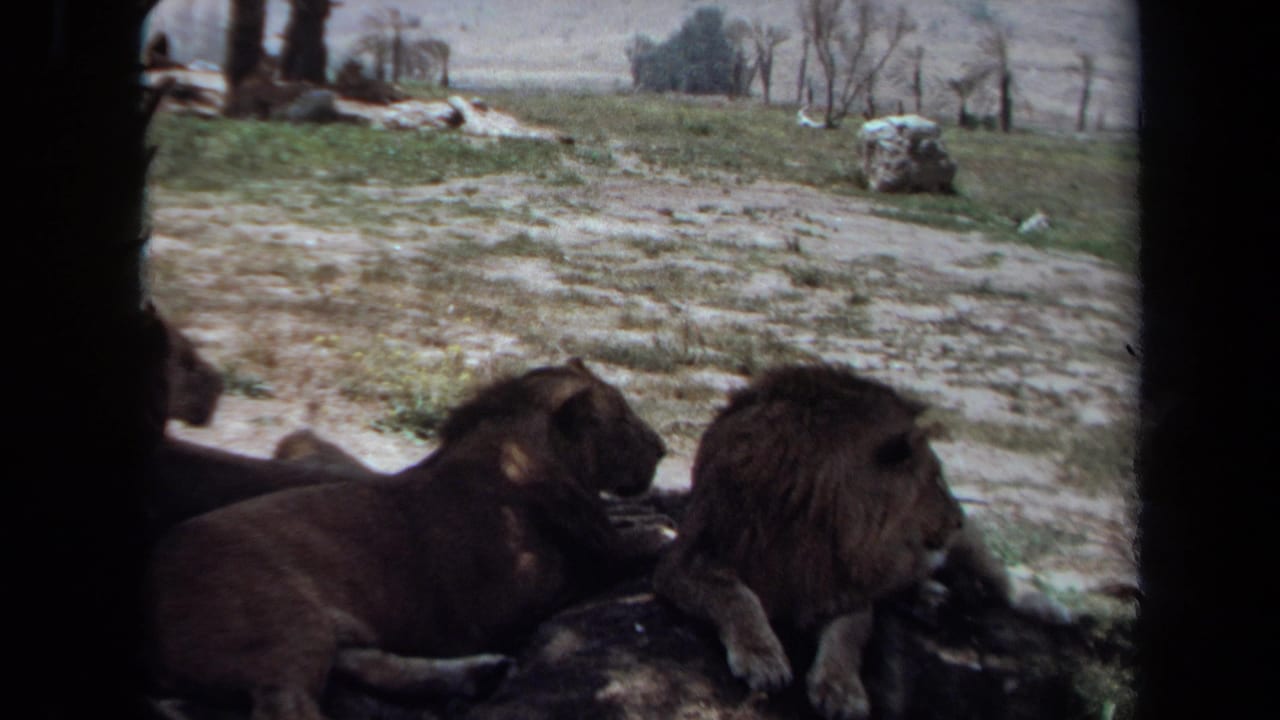 Two male lions lie close together in shade with dry grass and trees behind them.