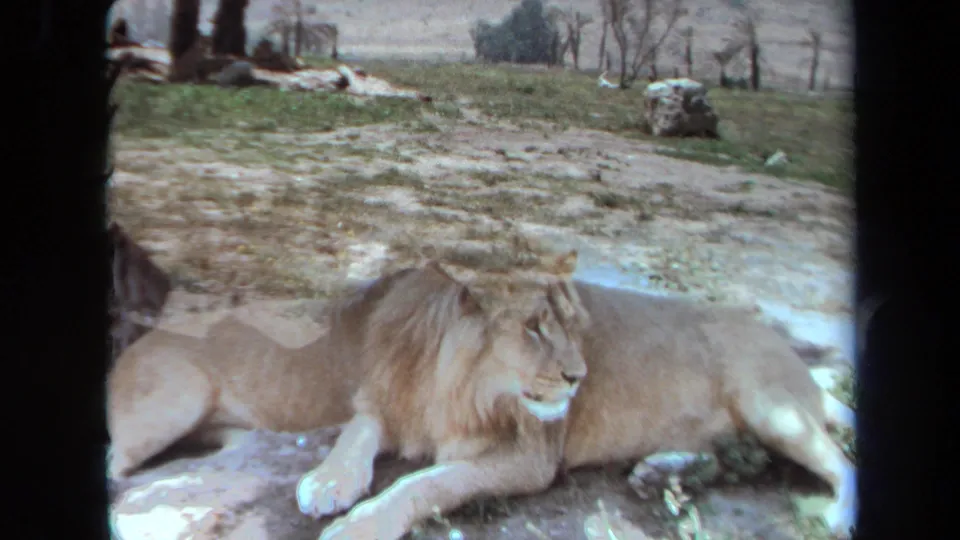 A male lion and lioness rest together in a dry Laguna Hills enclosure, captured on 1971 8mm film.
