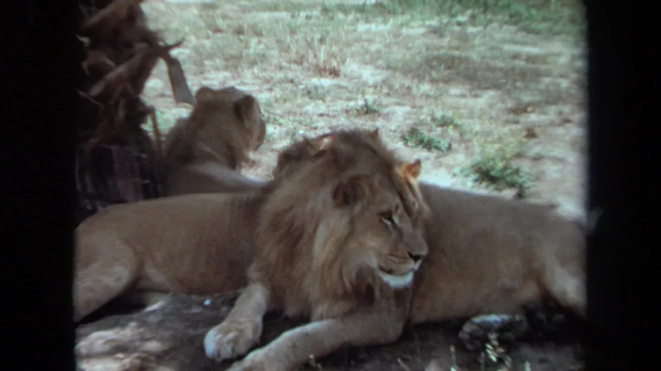 A male lion rests in the foreground with another lion behind him, viewed through a dark barrier in 1971 California footage.