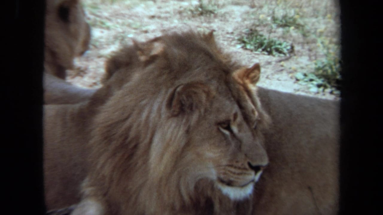 Male lion seen in profile in 1971 Laguna Hills safari-style home-movie footage, with another animal partly visible at the edge.