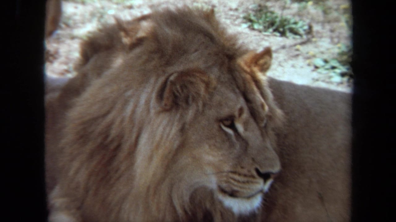 Male lion in profile on dry ground with film border at right.