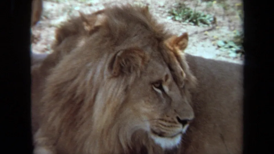 Close view of a male lion in profile, likely from 1971 Laguna Hills 8mm safari-park footage, with soft focus and muted color.