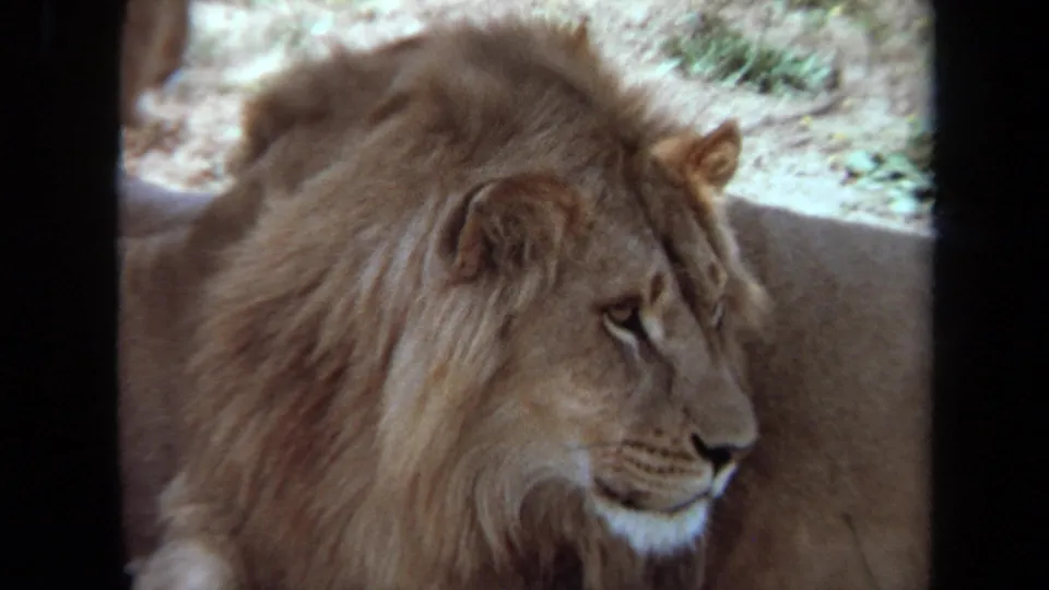 A male lion fills the frame in profile in 1971 Laguna Hills home-movie footage, with the 8mm scan showing grain and soft exposure.