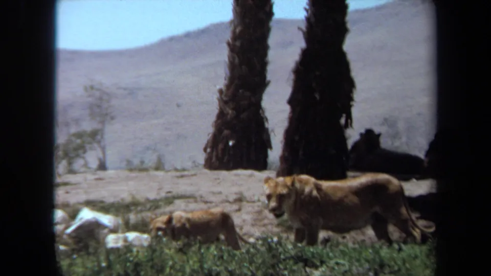 Wider 1971 Laguna Hills safari-style frame showing several lions near palm trunks, sparse grass, and distant dry hills.