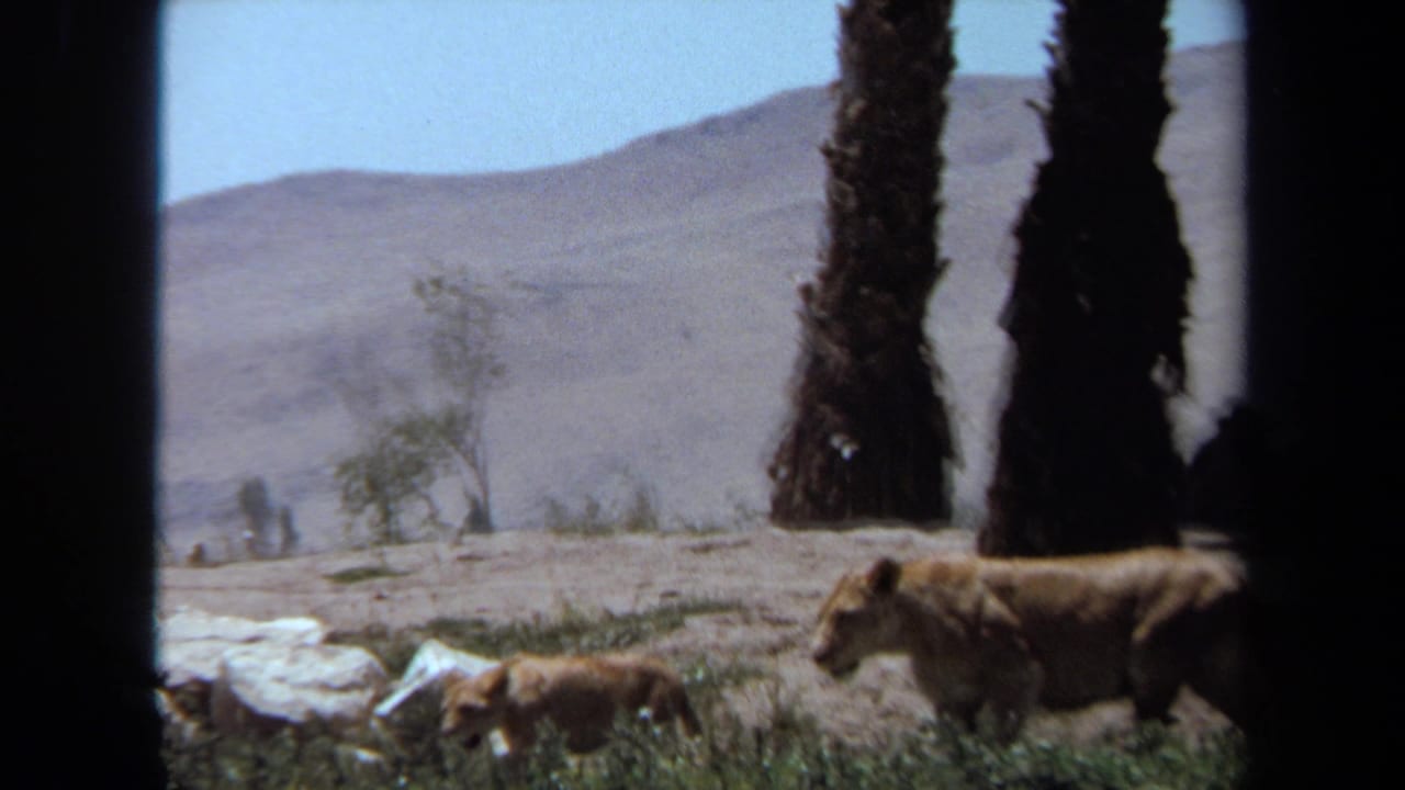 Lioness and cub walking through grass and rocks with dark tree trunks and dry hills behind them.