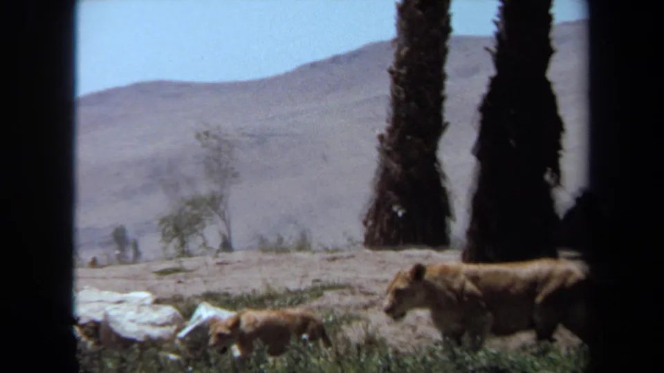 1971 Laguna Hills 8mm frame showing a lioness and cub moving across a grassy rocky enclosure with palms or tall trunks and arid hills beyond.