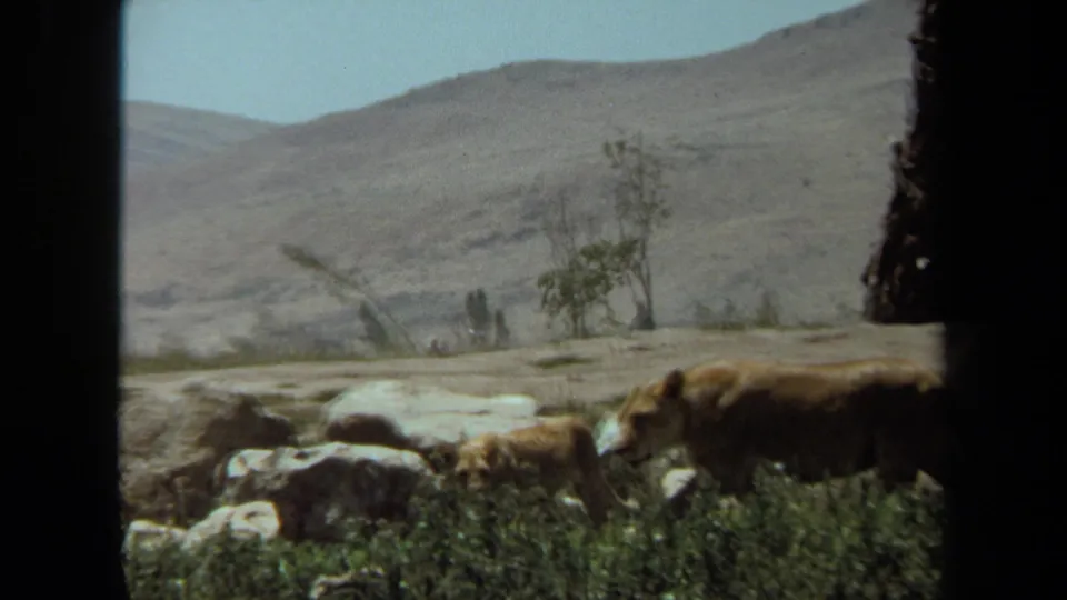 The lioness and cub continue through the naturalistic enclosure, partly hidden by foreground grass and pale rocks against a dry hillside backdrop.
