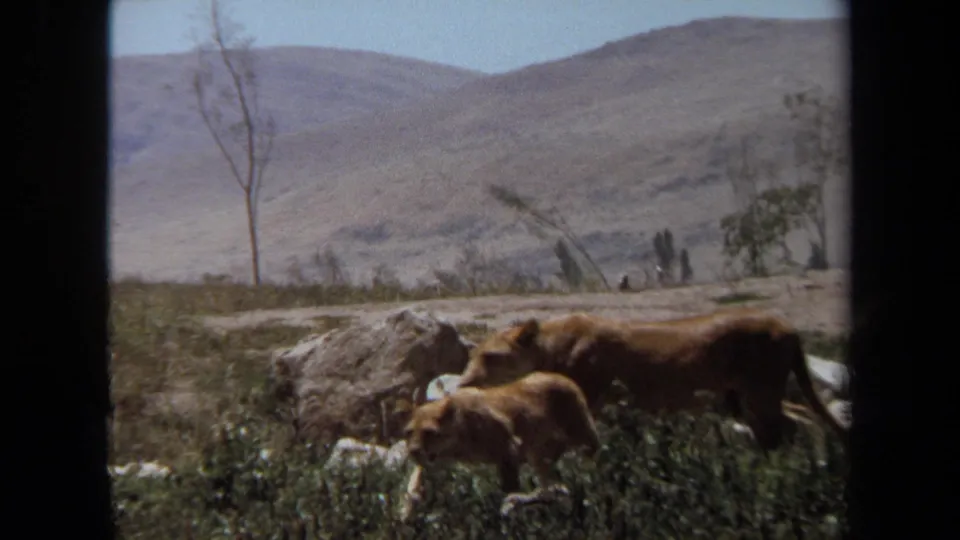 1971 Laguna Hills frame of a lioness leading a cub past pale rocks and grass, with a bare sapling and muted arid hills behind them.