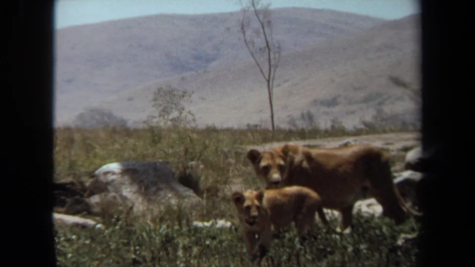 The lioness and cub appear closer to the camera in the Laguna Hills enclosure, standing among grass and rocks with pale hills beyond.
