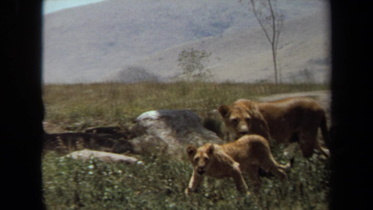 1971 Laguna Hills 8mm frame showing a lioness and cub among grass, rocks, sparse trees, and distant hills.