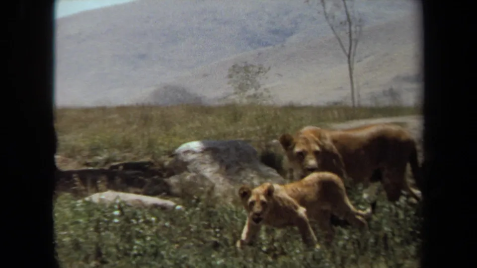 1971 Laguna Hills 8mm frame showing a lioness and cub among grass, rocks, sparse trees, and distant hills.