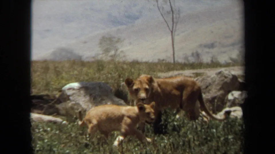 1971 Laguna Hills 8mm view of a lioness and cub standing in a grassy, rocky enclosure.