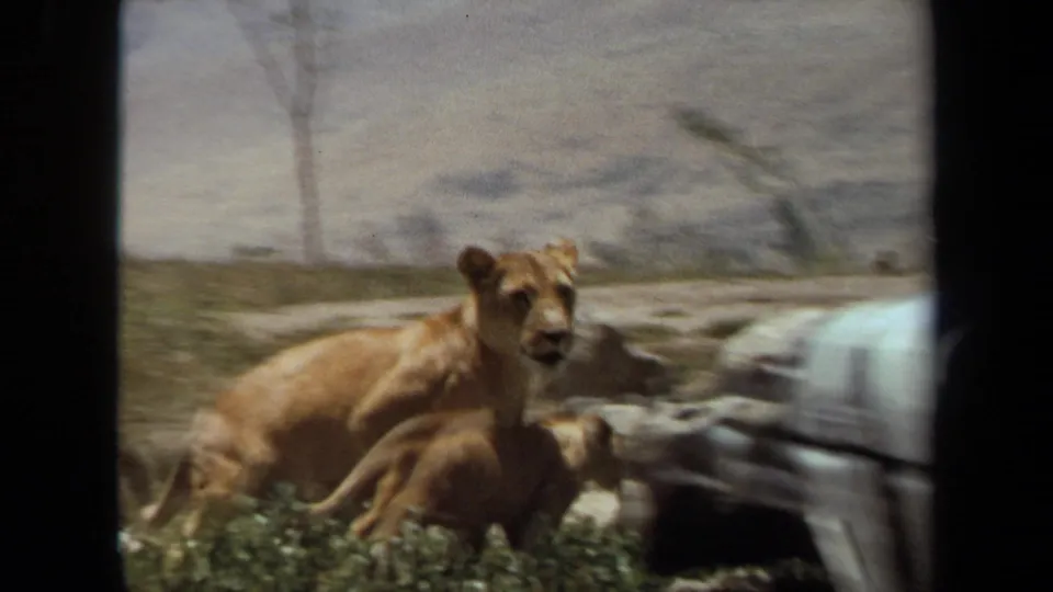 1971 Laguna Hills 8mm frame with lioness, cub, grass, rocks, and a blurred jeep-like vehicle crossing foreground.