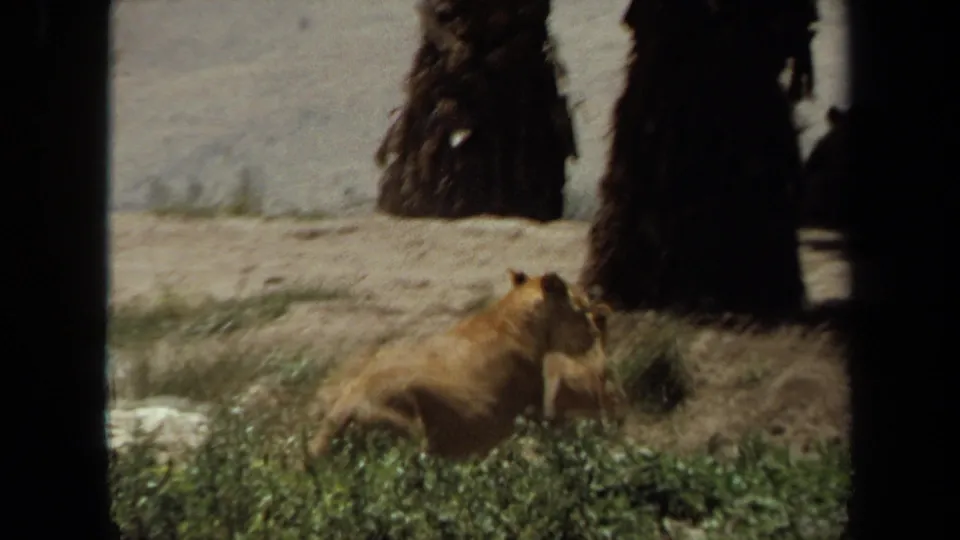 1971 Laguna Hills 8mm frame showing a cub low in the grass near rocks and dark tree trunks inside the enclosure.