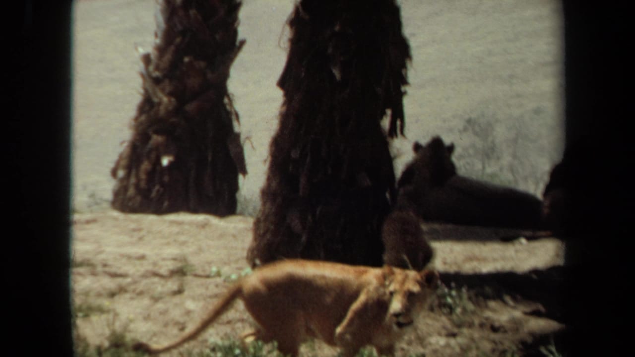 Lion walking near palm trunks with other lions resting in shade.