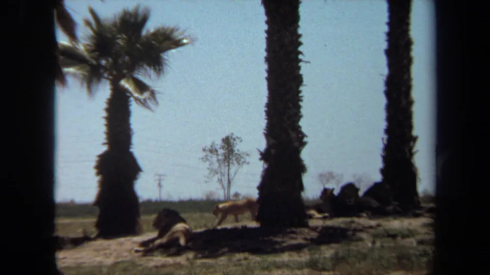 1971 Laguna Hills frame with lions spread across a sunlit palm-lined enclosure, with distant trees and utility poles visible.