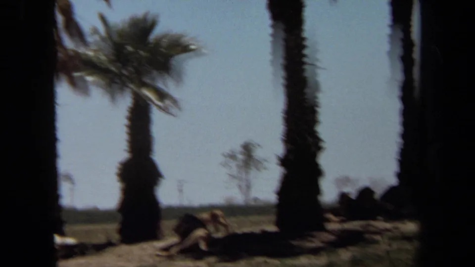 Soft 8mm frame from Laguna Hills showing a lion lying on sandy ground near palm trunks while other lions rest in shadow.