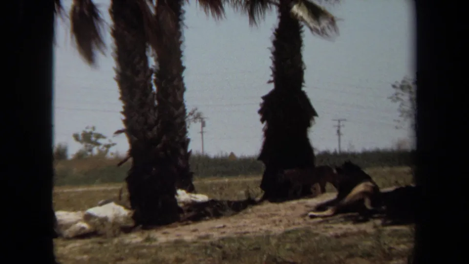 1971 Laguna Hills 8mm frame showing lions resting near palm trunks, sandy soil, grass patches, and distant utility poles.