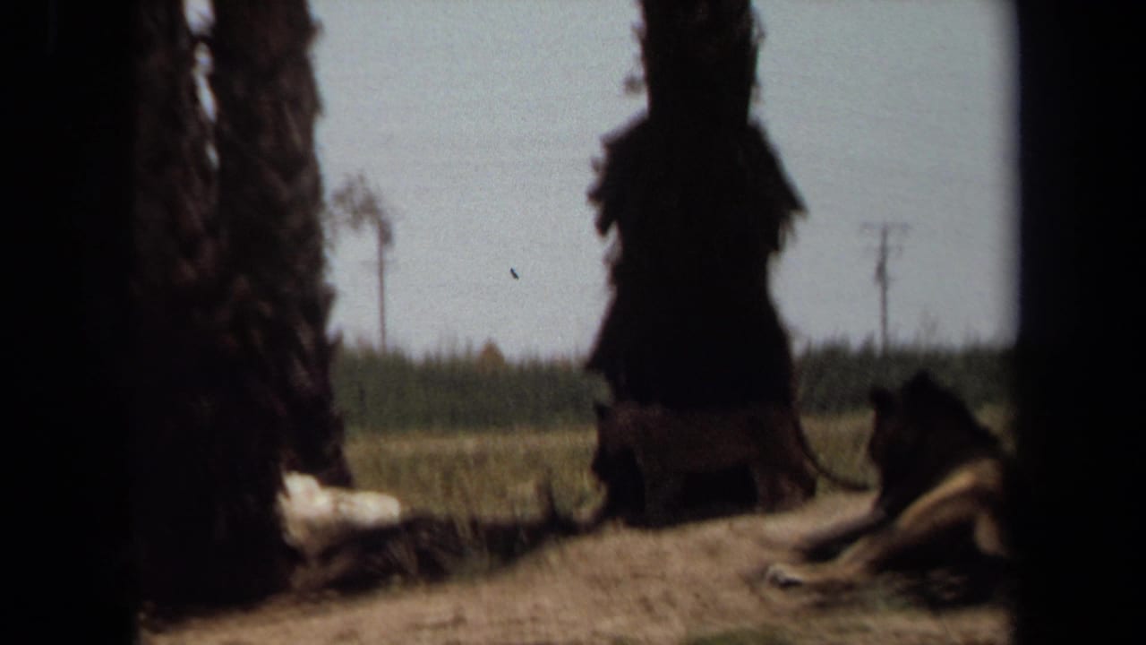 1971 Laguna Hills home-movie frame showing a lion lying in dry grass near palm trunks, seen from inside a vehicle.