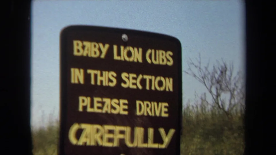A 1971 Laguna Hills roadside warning sign tells drivers that baby lion cubs are in the section and to drive carefully.